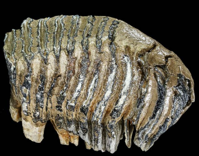 Fossil Palaeoloxodon Molar - Hungary #111822